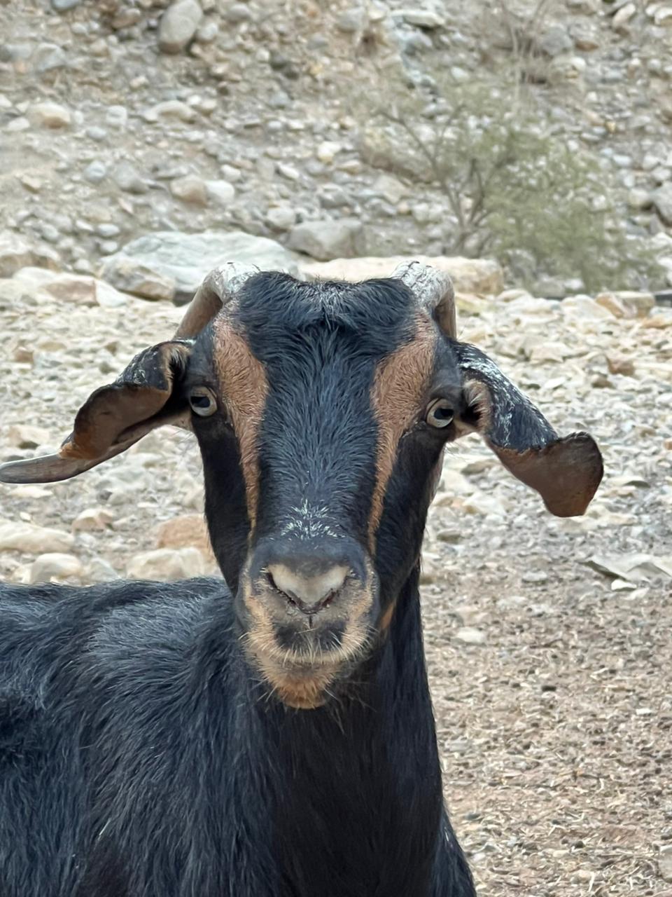 BREASY x Endorphins Method <br> Hidden Oasis mountain hike | Sun, Mar 29th