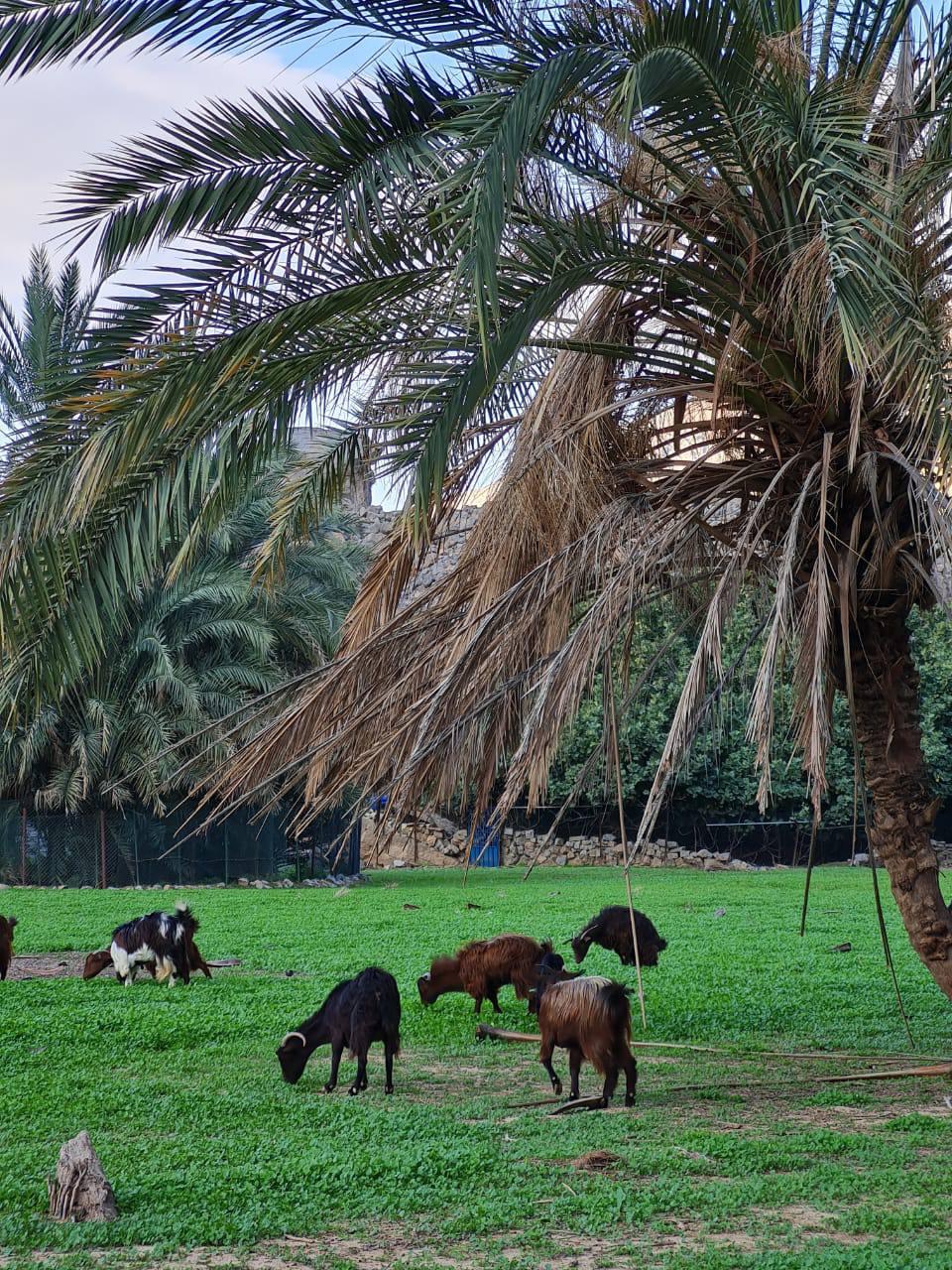 BREASY x Endorphins Method <br> Hidden Oasis mountain hike | Sun, Mar 29th